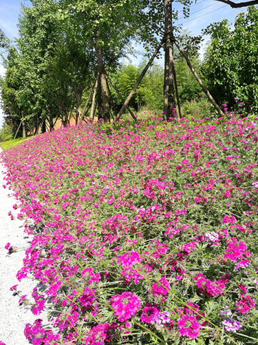 園冶杯專業獎:梅溪湖路西延線道路景觀設計