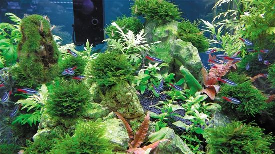 用魚缸圓你的造園夢（多圖）