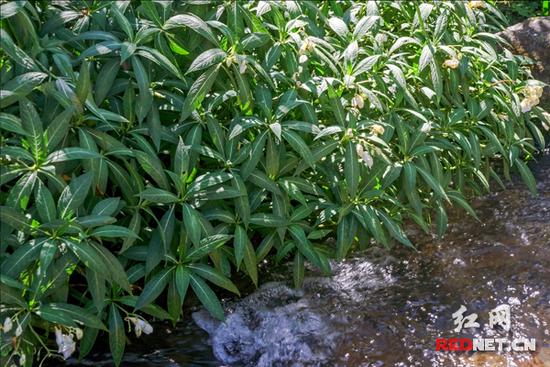 湖南齊云峰國家森林公園首次發現龍蝦花
