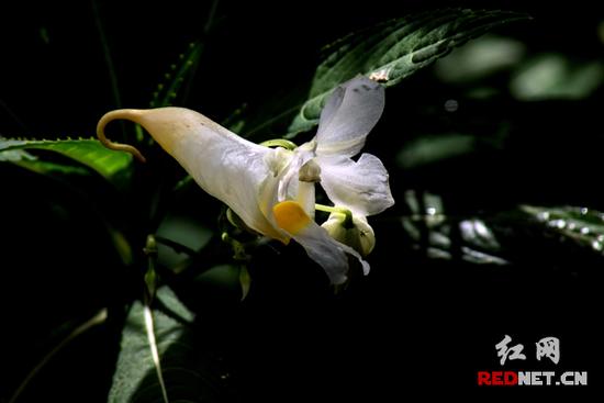 湖南齊云峰國家森林公園首次發現龍蝦花