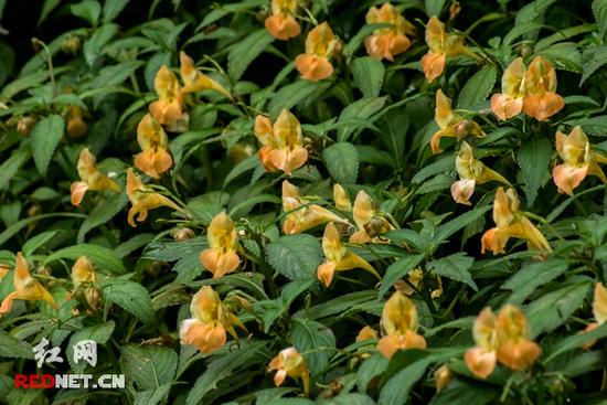 湖南齊云峰國家森林公園首次發現龍蝦花