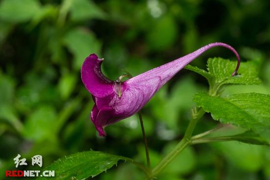 湖南齊云峰國家森林公園首次發現龍蝦花