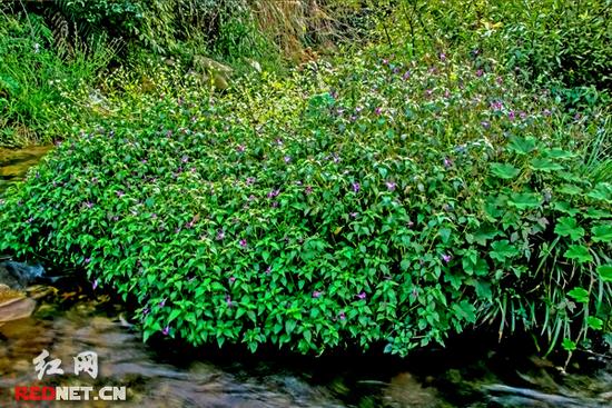 湖南齊云峰國家森林公園首次發現龍蝦花