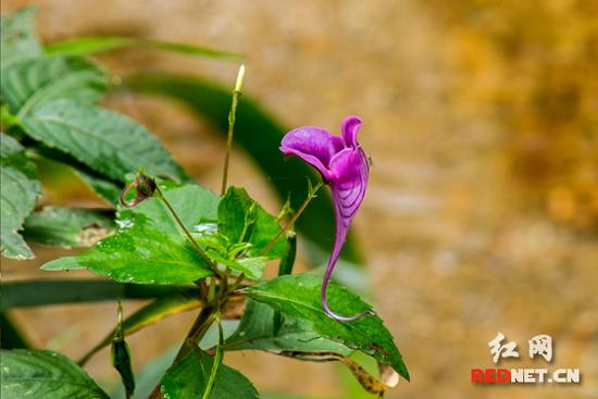 湖南齊云峰國家森林公園首次發現龍蝦花