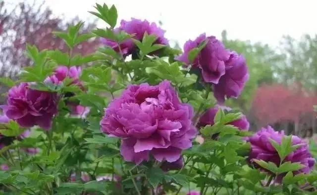 如何設計陽臺花園