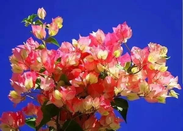 如何設計陽臺花園