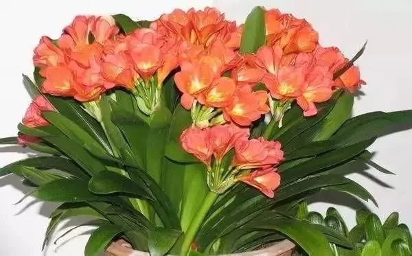 如何設計陽臺花園