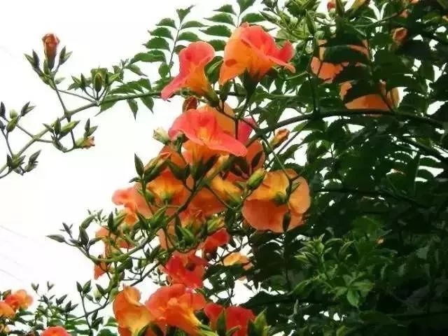 如何設計陽臺花園