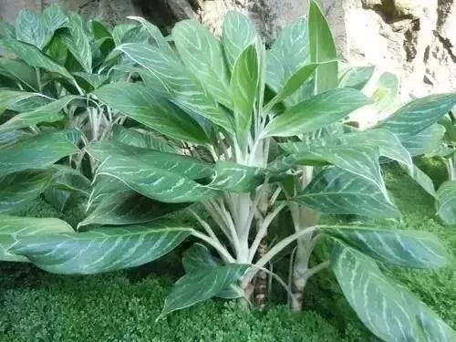 如何設計陽臺花園