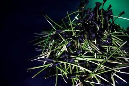 時尚、藝術、花卉 一場盛開的對話