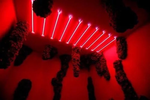 時尚、藝術、花卉 一場盛開的對話