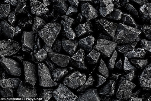 研究稱大型動物越多植物生長越盛