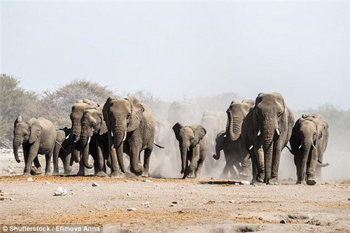 研究稱大型動物越多植物生長越盛