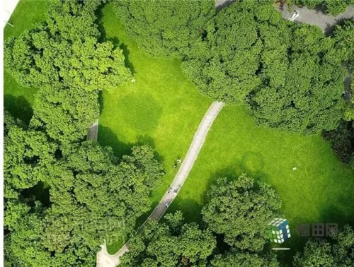 古樹寺廟和綠道,走進梅林人的后花園
