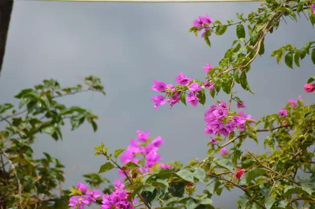 哀牢山自然保護(hù)區(qū)，種植業(yè)的沒落