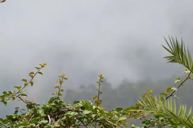 哀牢山自然保護(hù)區(qū)，種植業(yè)的沒落