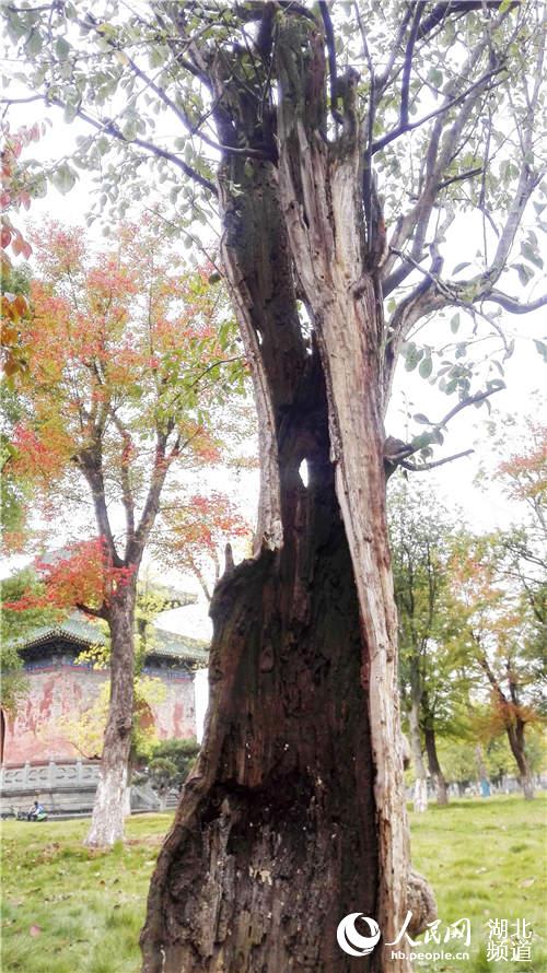 武當山玉虛宮內80年古樹只剩“一張皮”