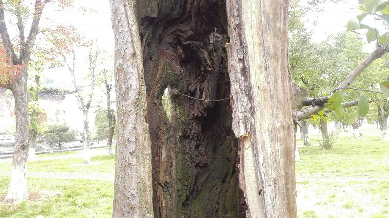 武當山玉虛宮內80年古樹只剩“一張皮”