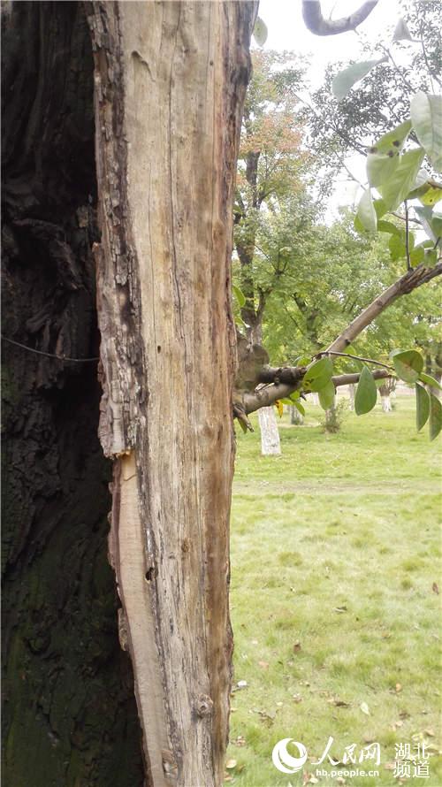 武當山玉虛宮內80年古樹只剩“一張皮”