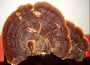 嘉興發現“神奇植物” 可能與環境改善有關