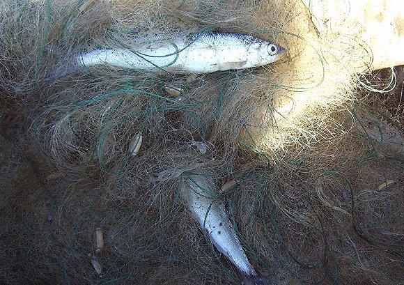 貝加爾湖正處于危險之中 