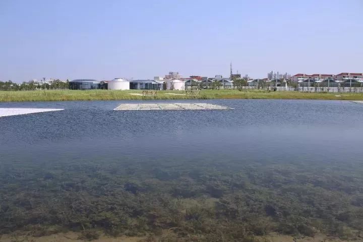 魔都這個23萬平濕地公園，本周末起免費開放