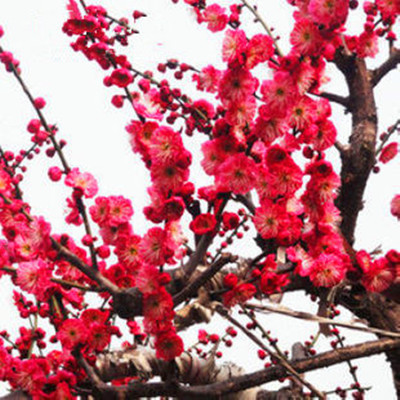 最適合擺在窗臺上的花卉盆栽