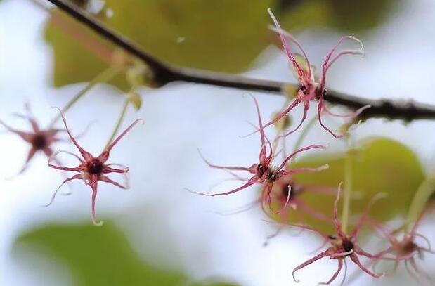 衢州開(kāi)化成功繁育 這種瀕危植物美炸了