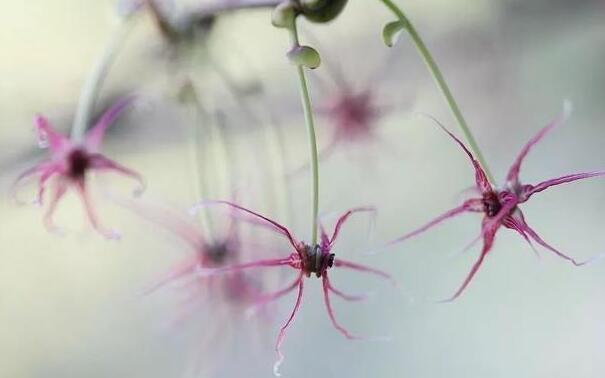 衢州開(kāi)化成功繁育 這種瀕危植物美炸了