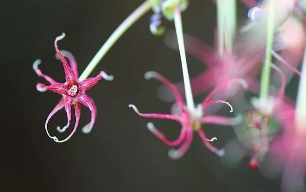 衢州開(kāi)化成功繁育 這種瀕危植物美炸了