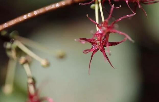 衢州開(kāi)化成功繁育 這種瀕危植物美炸了