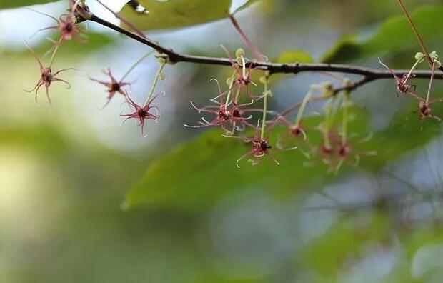 衢州開(kāi)化成功繁育 這種瀕危植物美炸了