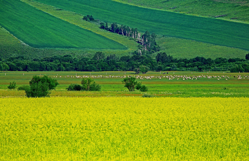 園冶杯專業獎:額爾古納濕地公園總體規劃
