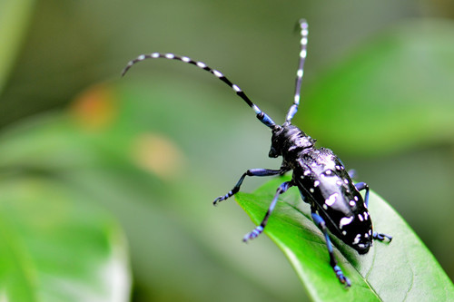 杭州:綠化工作者“大戰(zhàn)”天牛