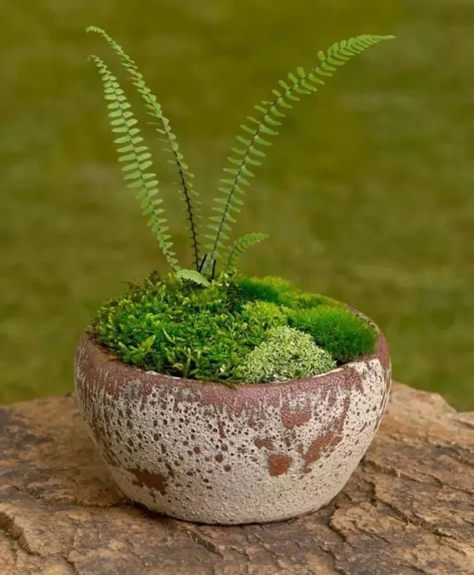 蕨類植物的花藝美學(xué)