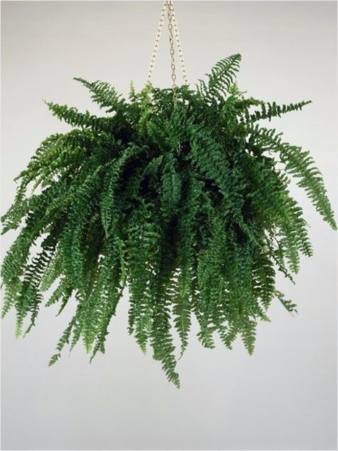 蕨類植物的花藝美學(xué)