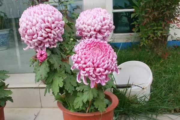 家養(yǎng)花卉病蟲(chóng)害防治方法