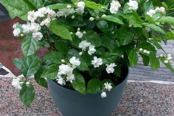 家養(yǎng)花卉病蟲(chóng)害防治方法