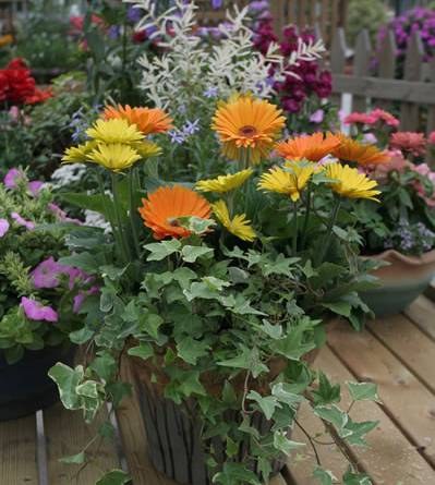 家養(yǎng)花卉病蟲(chóng)害防治方法