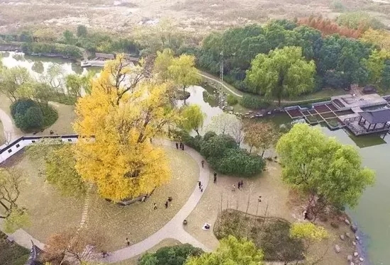 上海古樹名木競相給你“顏色”看