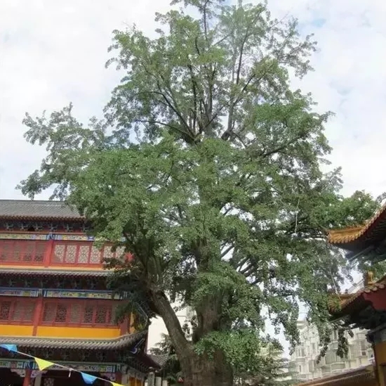 上海古樹名木競相給你“顏色”看