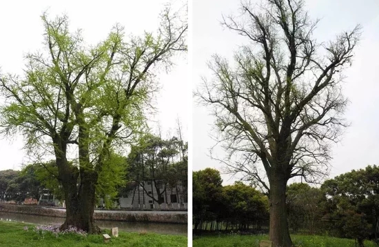 上海古樹名木競相給你“顏色”看