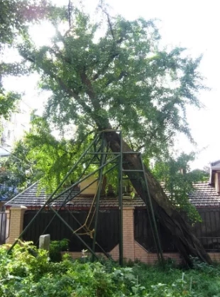 上海古樹名木競相給你“顏色”看