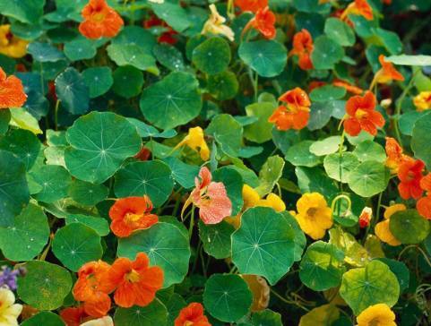 深秋適合養(yǎng)的盆栽花卉