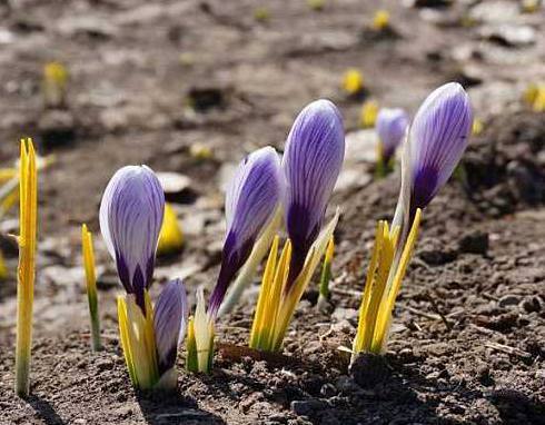 深秋適合養(yǎng)的盆栽花卉