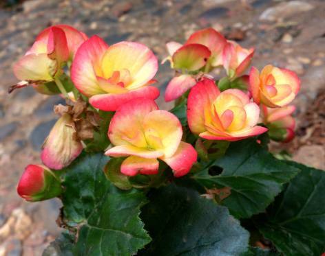 深秋適合養(yǎng)的盆栽花卉