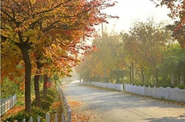 來(lái)大楊山國(guó)家森林公園邂逅真正的秋天