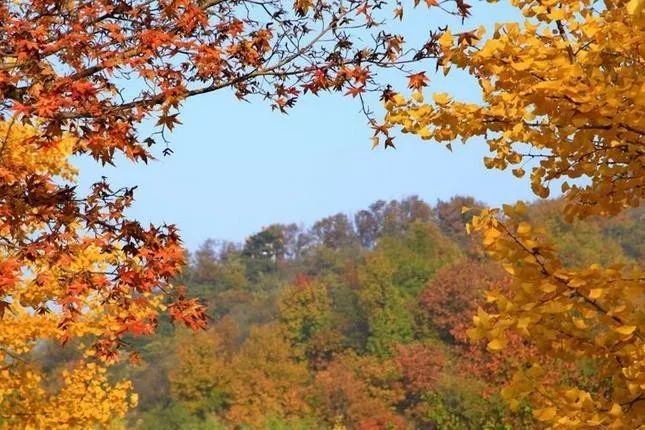 來(lái)大楊山國(guó)家森林公園邂逅真正的秋天
