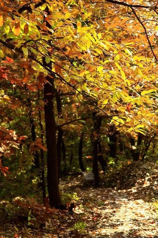 來(lái)大楊山國(guó)家森林公園邂逅真正的秋天