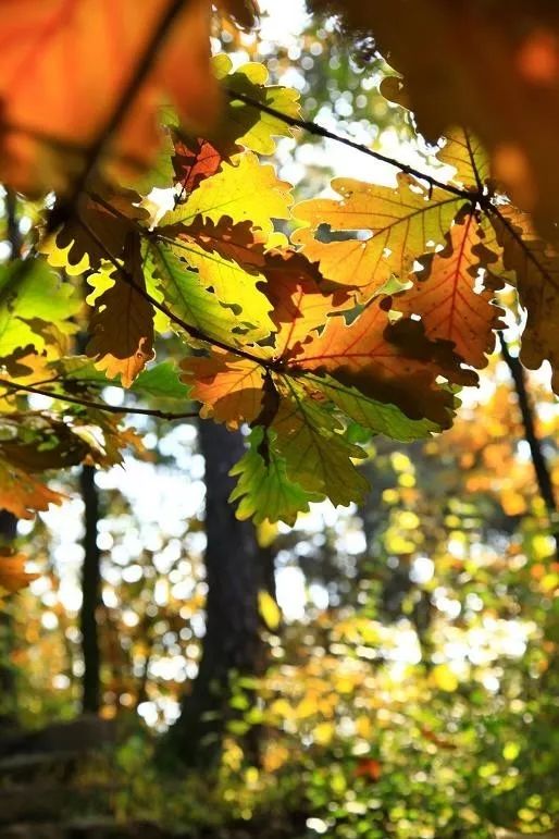 來(lái)大楊山國(guó)家森林公園邂逅真正的秋天